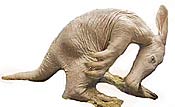 A baby aardvark.