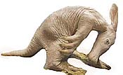 A baby aardvark.